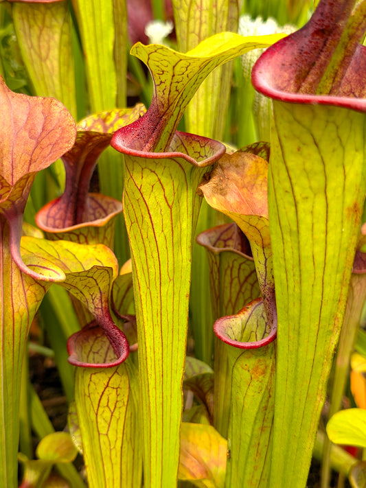 Sarracenia oreophila De Kalb County