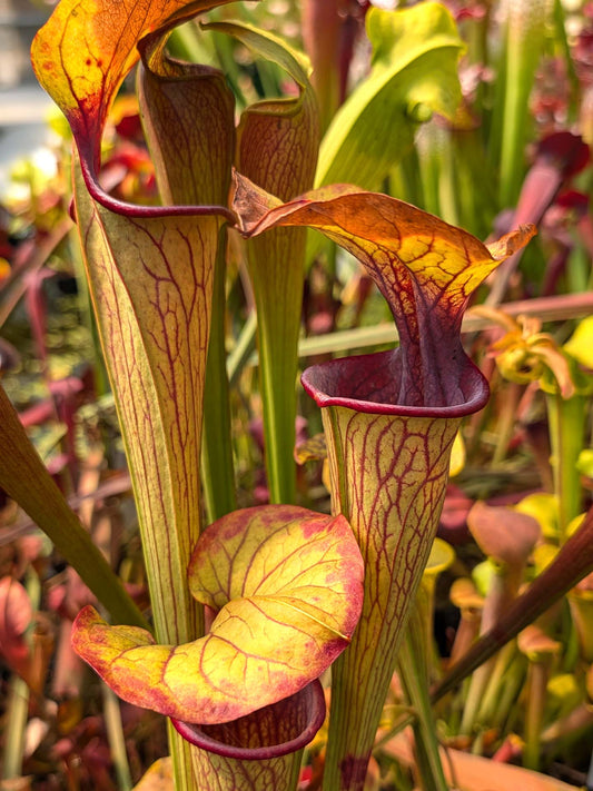Sarracenia oreophila "Heavy veined" Marsure Clone