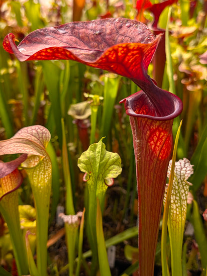 Sarracenia oreophila x ornata  Clone B  Srba