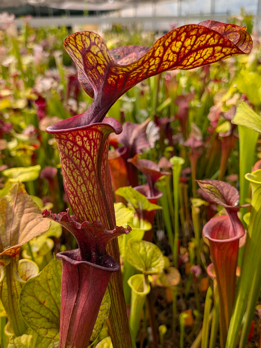 Sarracenia oreophila x ornata  Clone B  Srba