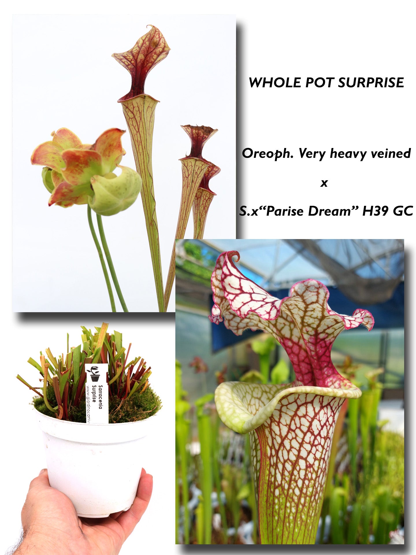 Oreophila "Very Heavy Veined" x S.x "Parise Dream" H39 GC GC SEEDGROWN