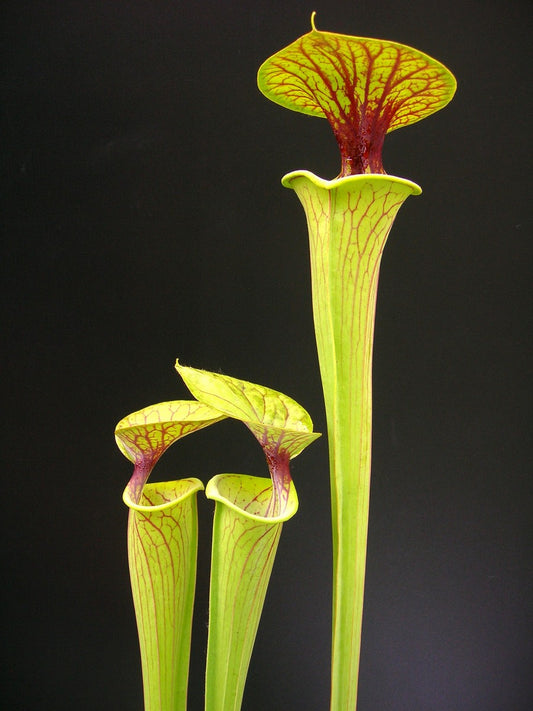 Sarracenia flava var. ornata  F123 MK  North Carolina