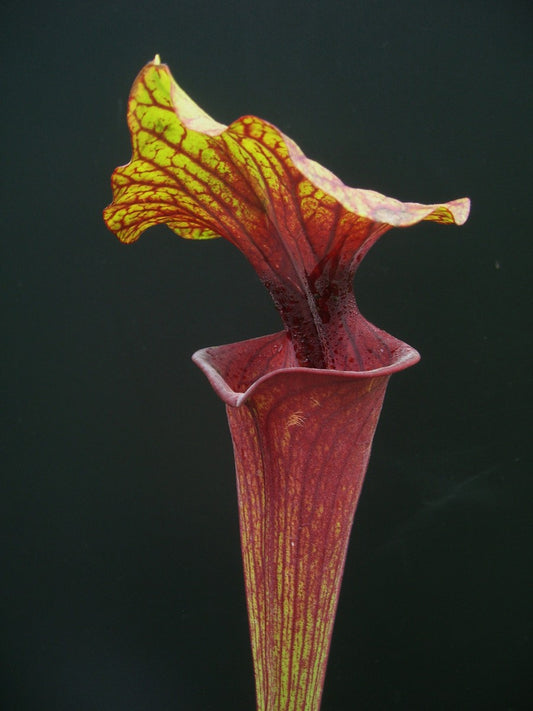 Sarracenia flava var. rubricorpora F28 J Srba