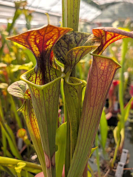 Sarracenia flava var. ornata "Giant" Klein