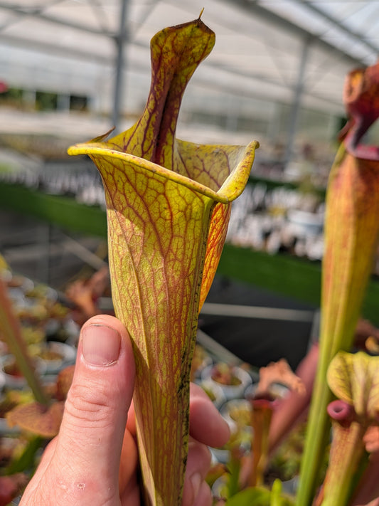 Sarracenia flava var. ornata "Lidless" PW