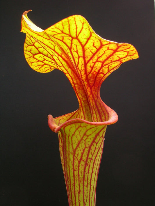 Sarracenia flava var. ornata Apalachicola-Nationalpark (Ermacora)