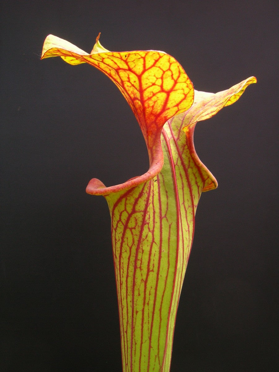 Sarracenia flava var. ornata Apalachicola-Nationalpark (Ermacora)