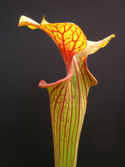 Sarracenia flava var. ornata Apalachicola-Nationalpark (Ermacora)