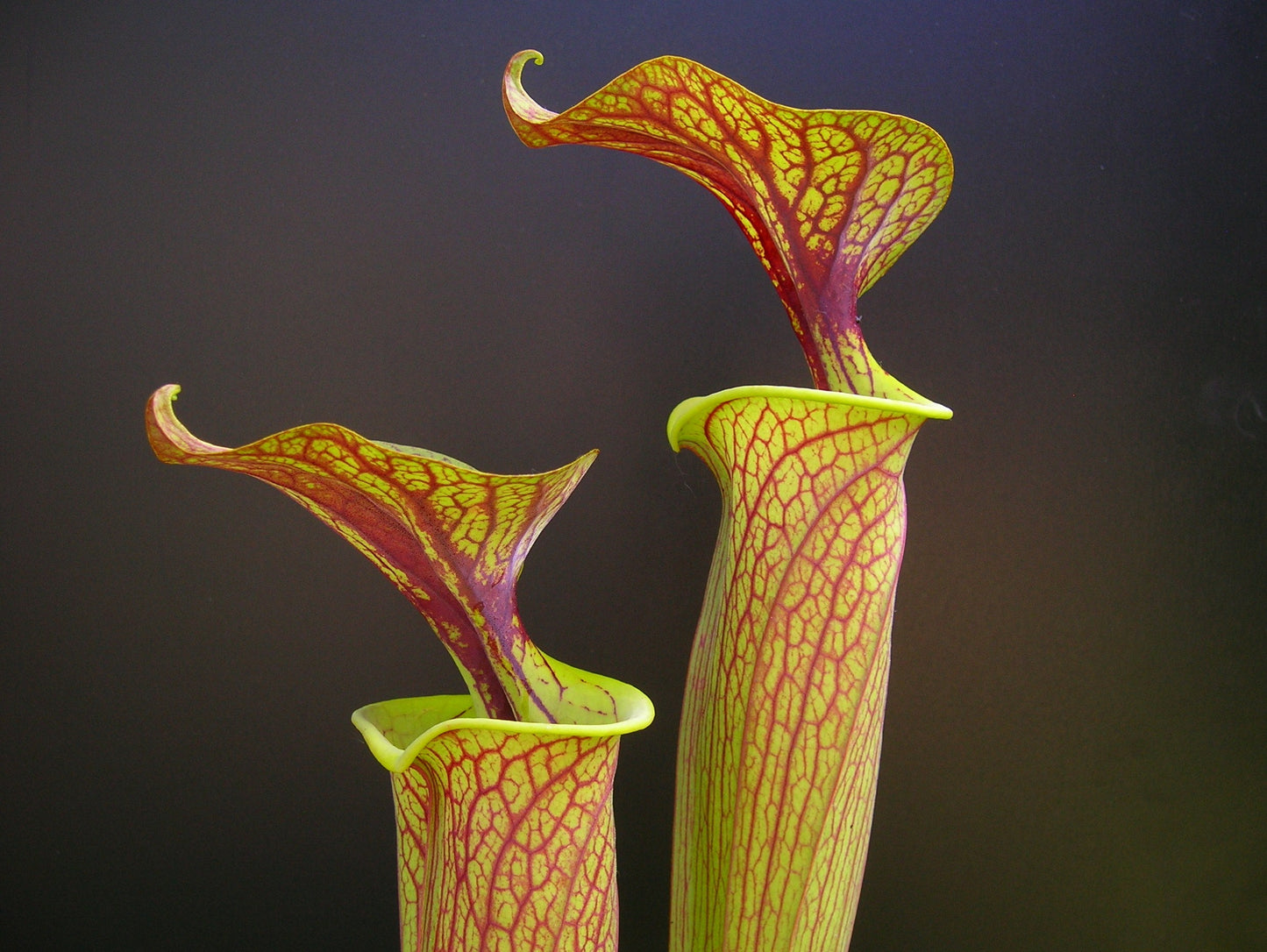 Sarracenia flava var. ornata Sandy Creek Road  P.W.