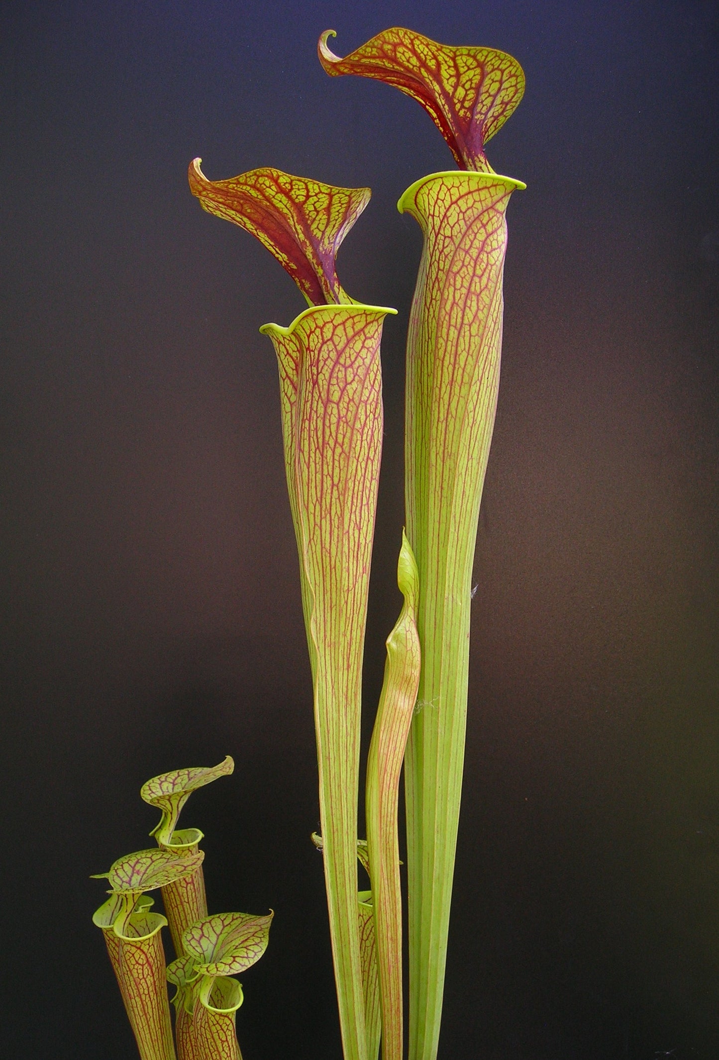 Sarracenia flava var. ornata Sandy Creek Road  P.W.