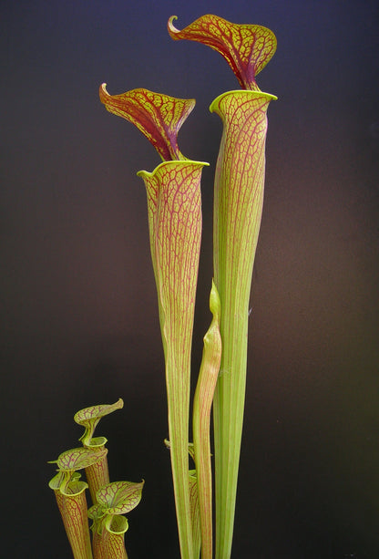 Sarracenia flava var. ornata Sandy Creek Road  P.W.