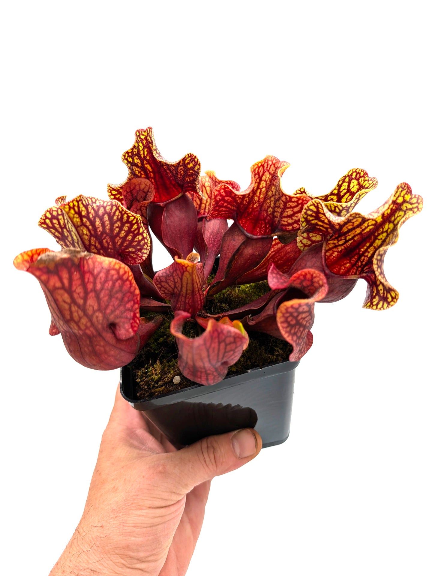 AUKTION 3: Sarracenia (ornata x rosea) x montana VOLLTOPF