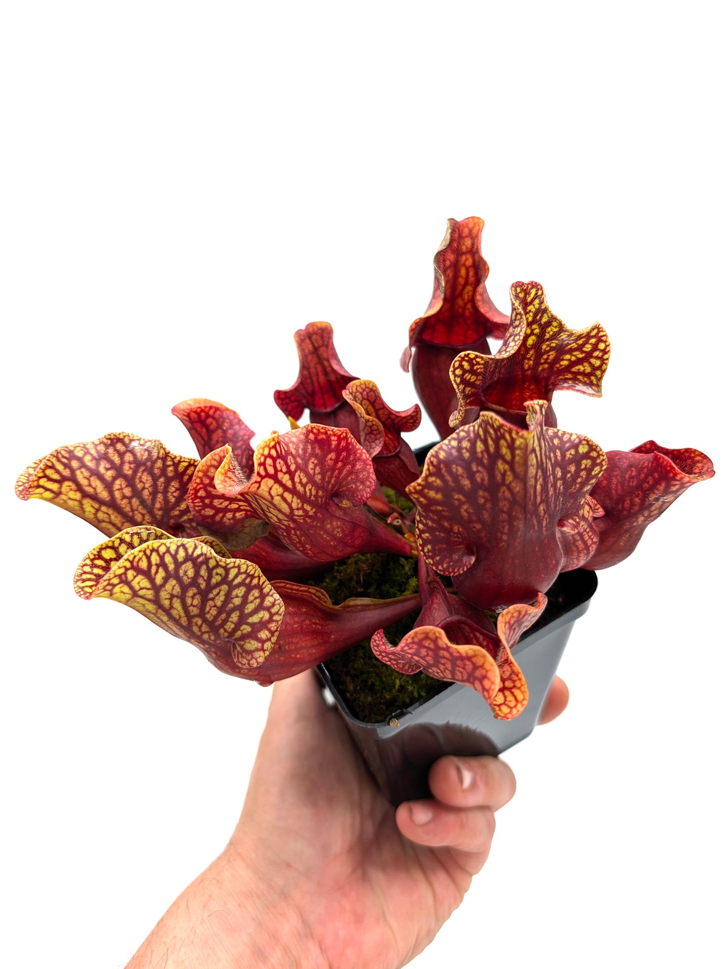 AUKTION 3: Sarracenia (ornata x rosea) x montana VOLLTOPF