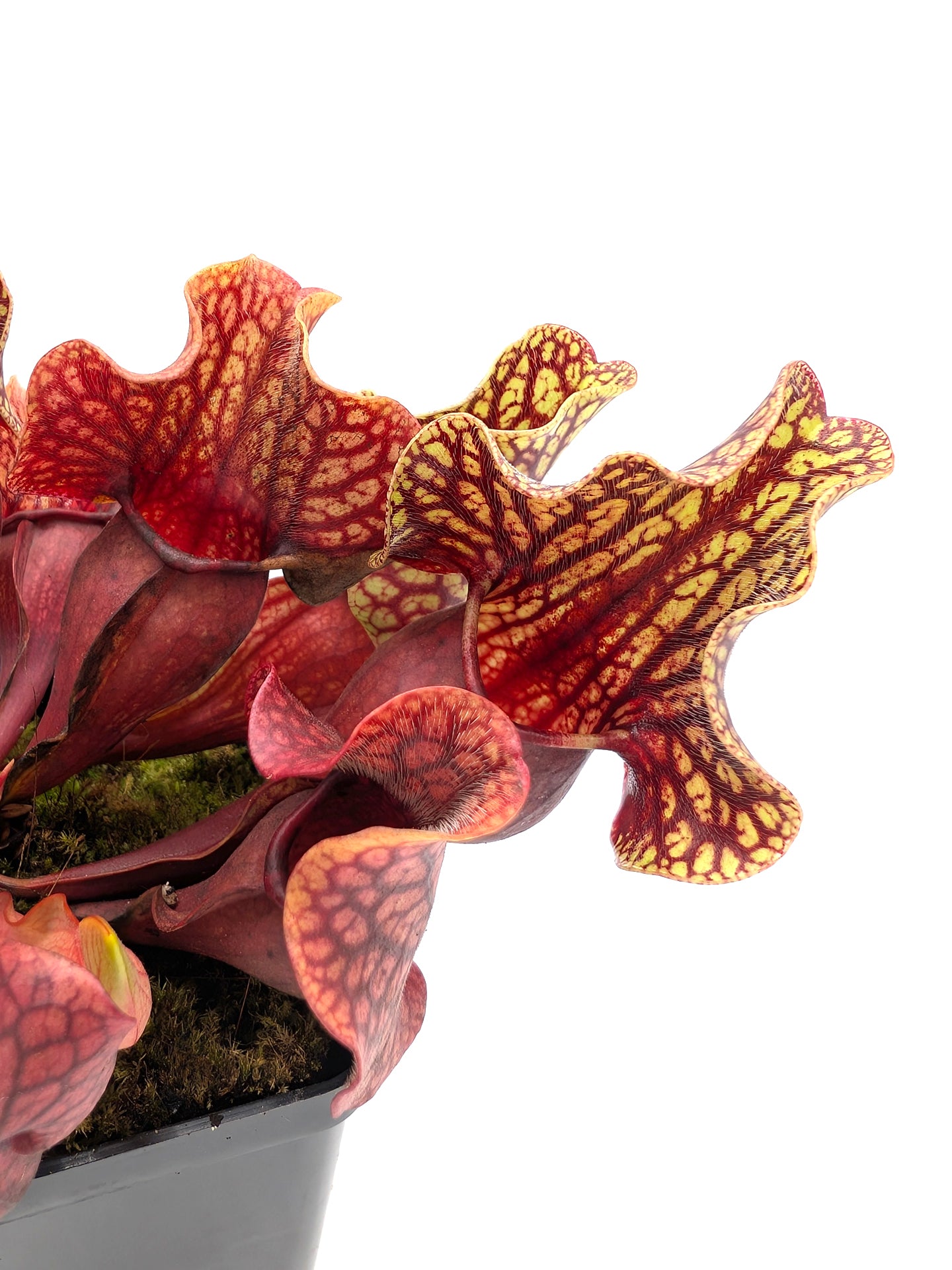 AUKTION 3: Sarracenia (ornata x rosea) x montana VOLLTOPF