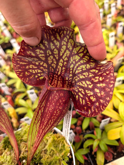 AUCTION 4 : Sarracenia (ornata x rosea) x venosa var. montana Large Size