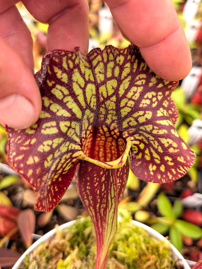 AUCTION 4 : Sarracenia (ornata x rosea) x venosa var. montana Large Size