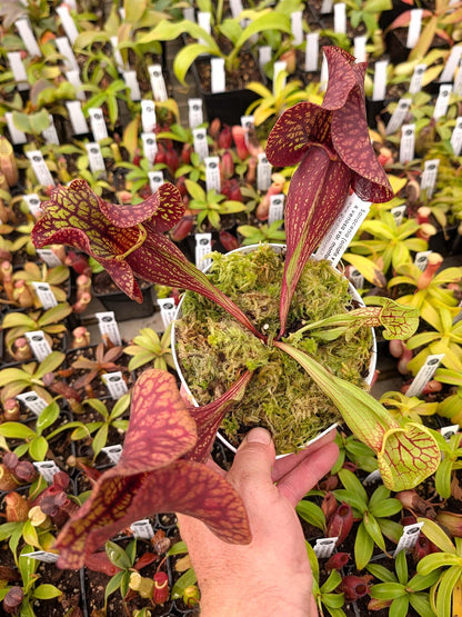 AUCTION 4 : Sarracenia (ornata x rosea) x venosa var. montana Large Size