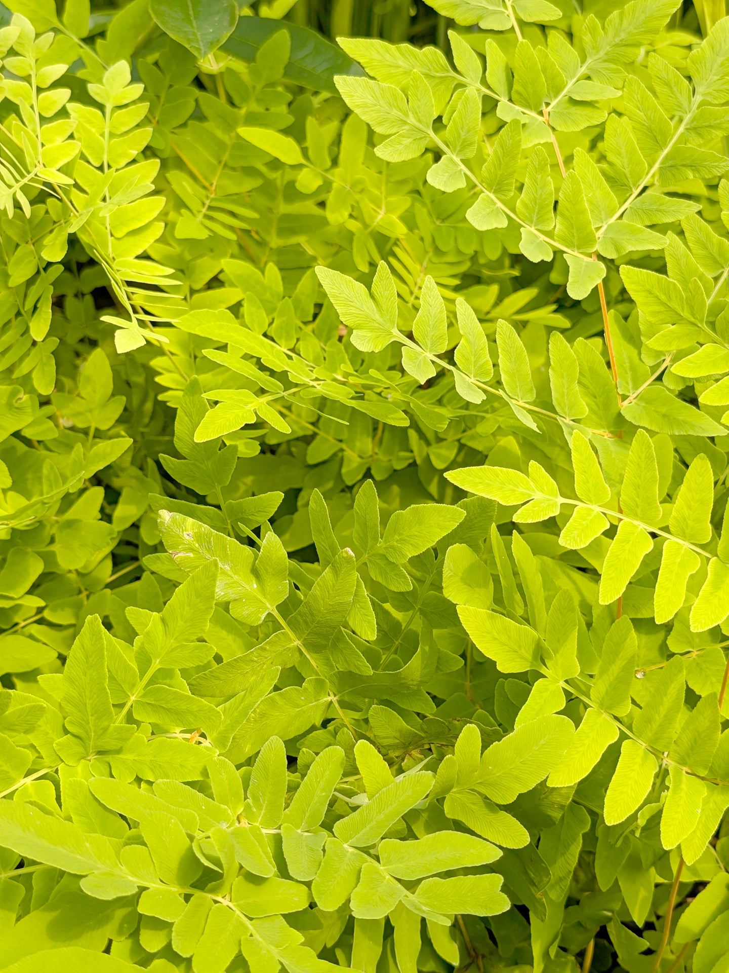 Osmunda regalis