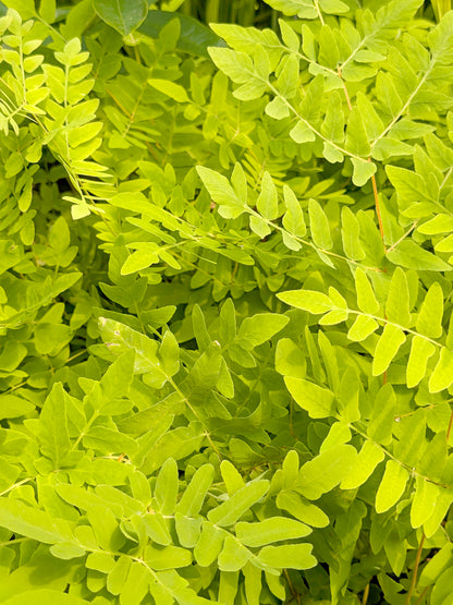 Osmunda regalis