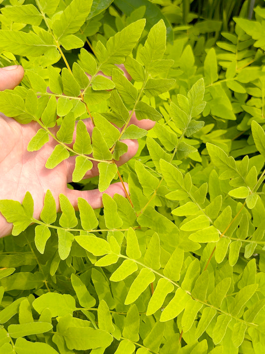 Osmunda regalis