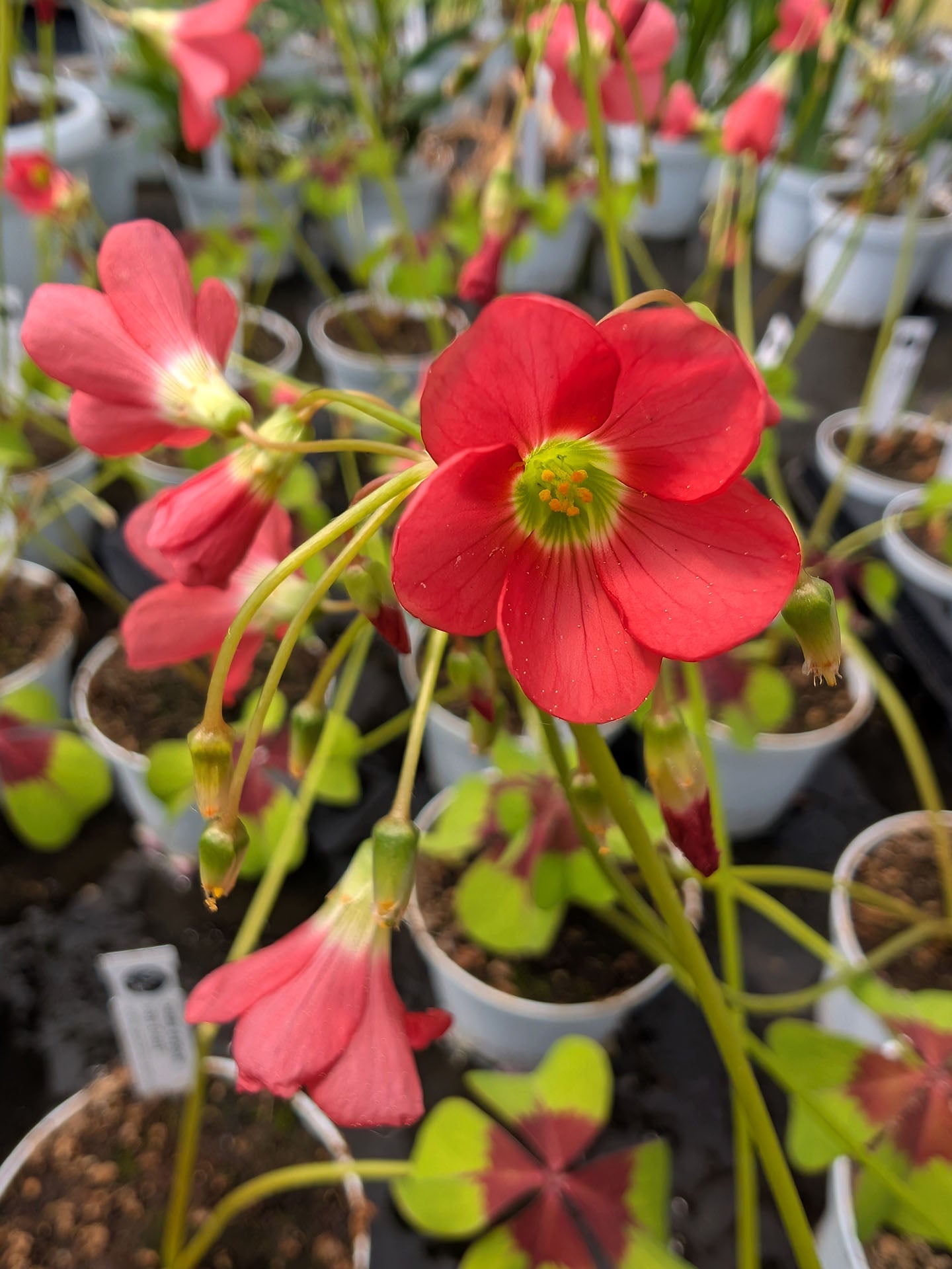 Oxalis Deppei 'Iron Cross'