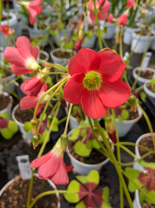 Oxalis Deppei 'Iron Cross'