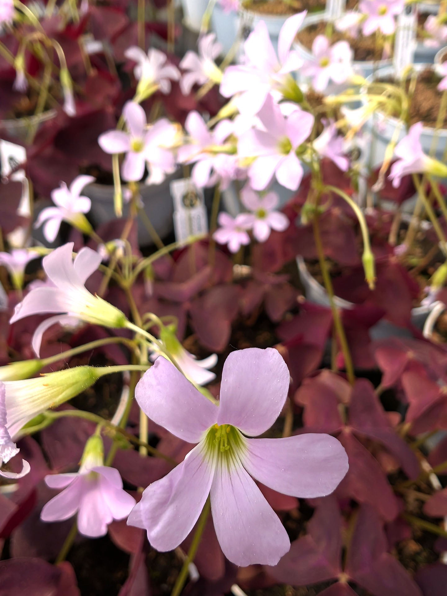 Oxalis triangularis purple