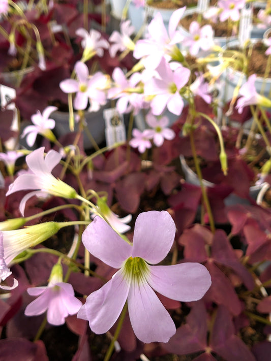 Oxalis triangularis purple