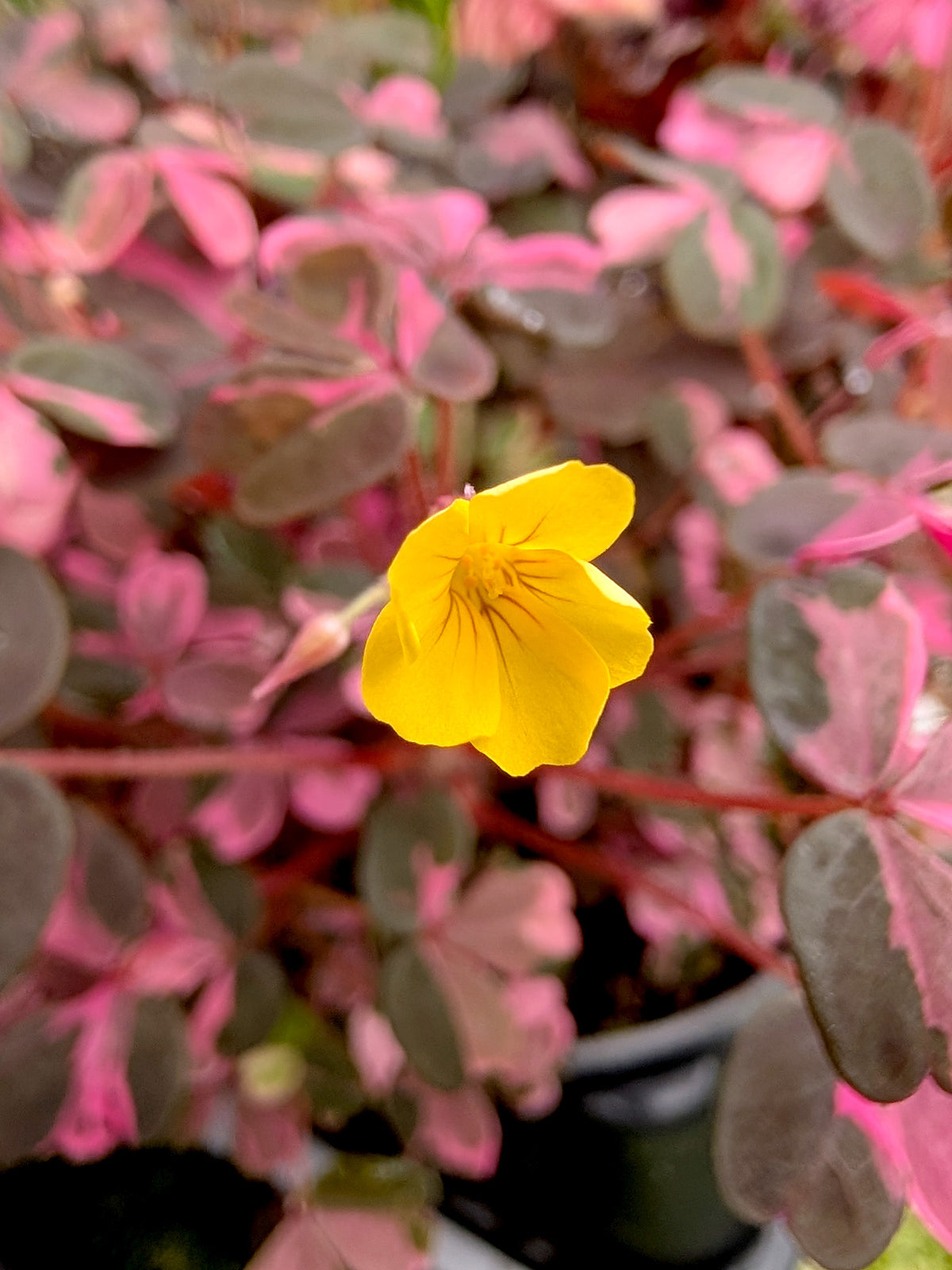 Oxalis spiralis ssp.vulcanicola "Pink"