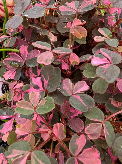 Oxalis spiralis ssp.vulcanicola "Pink"