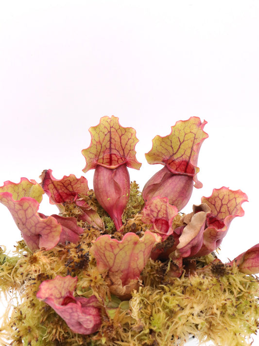 Sarracenia purpurea ssp. venosa  Pale Yellow Green Pitchers