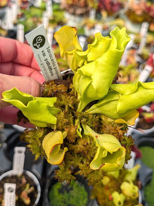 Sarracenia purpurea ssp. venosa f. pallidiflora