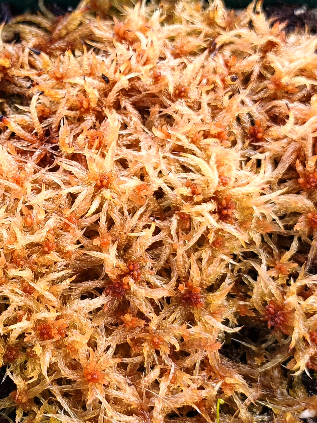 Sfagno vivo : Sphagnum palustre Holland form