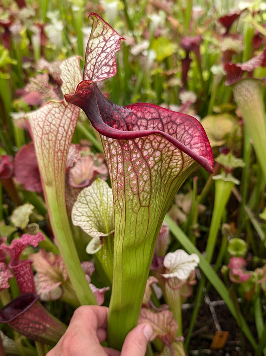 AUCTION 1: Sarracenia "Parise Revenge" H60 GC  M Size