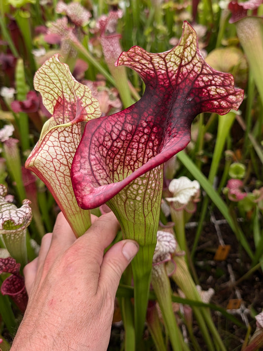 AUKTION 1: Sarracenia „Parise Revenge“ H60 GC SM Größe