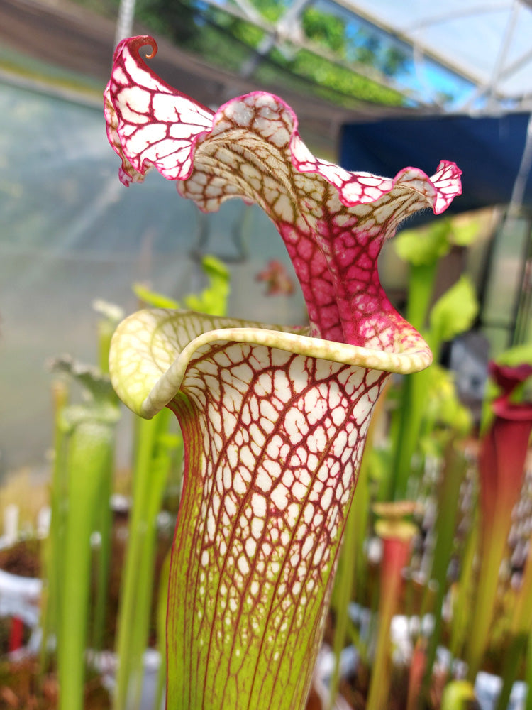 H39 GC  Sarracenia "Parise Dream"