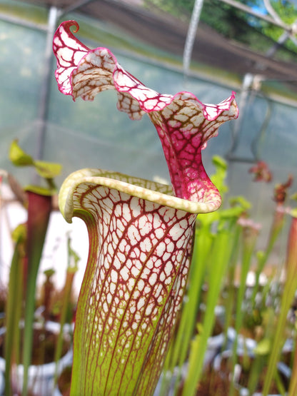 H39 GC  Sarracenia "Parise Dream"