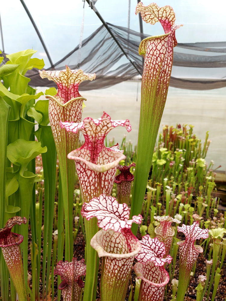 H39 GC  Sarracenia "Parise Dream"