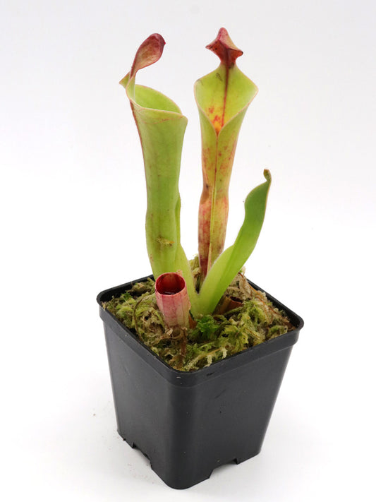 Heliamphora parva clone 08/02 x Godzilla
