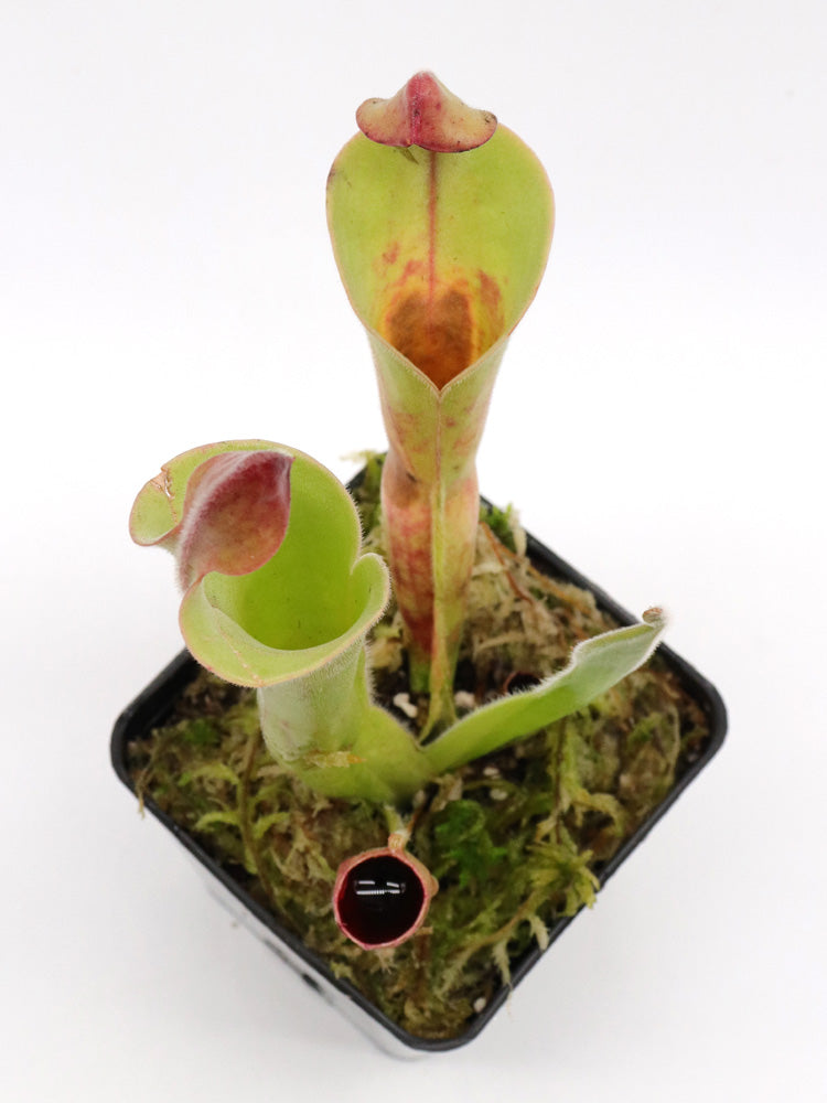 Heliamphora parva clone 08/02 x Godzilla