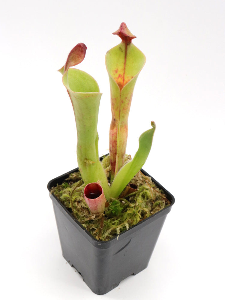 Heliamphora parva clone 08/02 x Godzilla