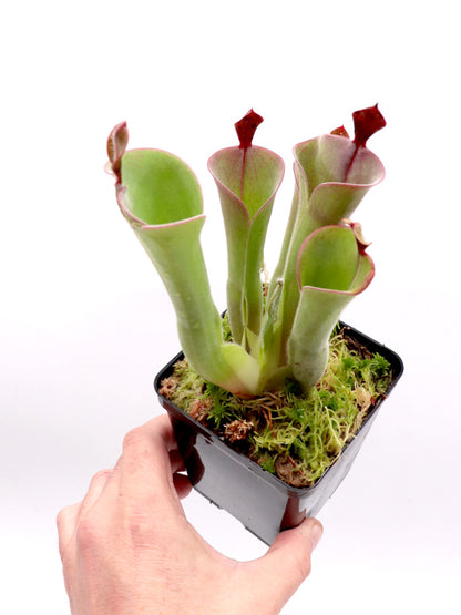 Heliamphora parva Cerro Neblina, Venezuela