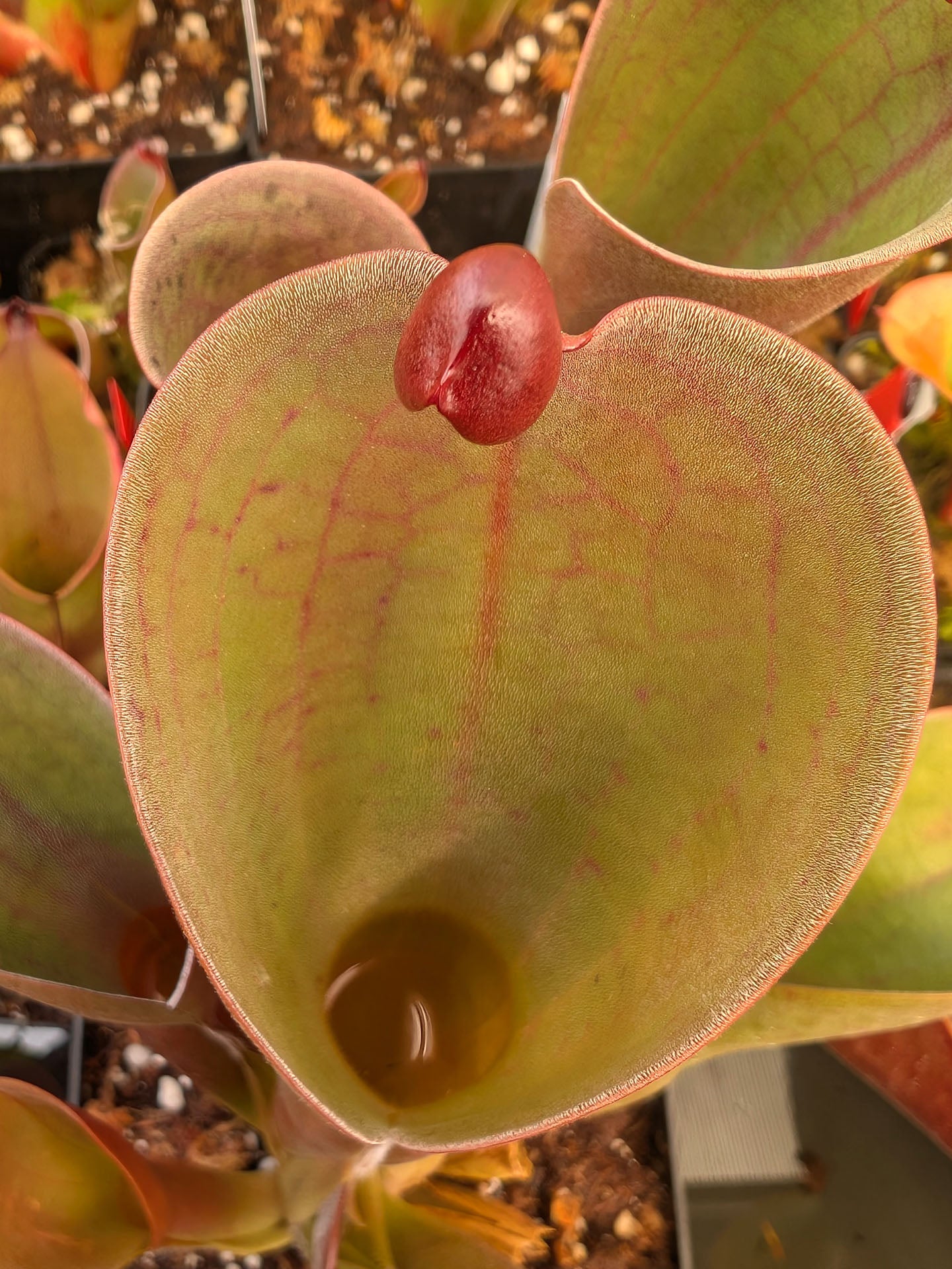 Heliamphora parva x pulchella Churi Tepui