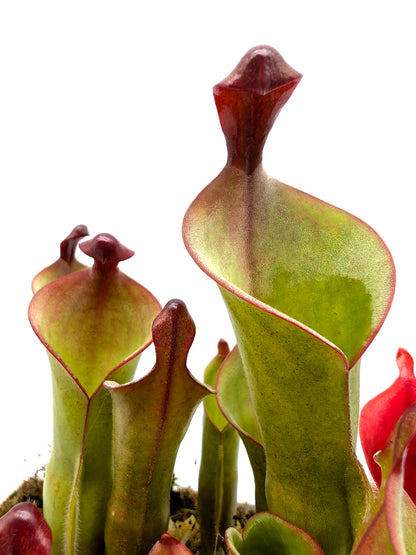 Heliamphora parva x purpurascens