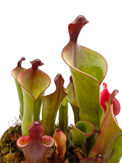 Heliamphora parva x purpurascens