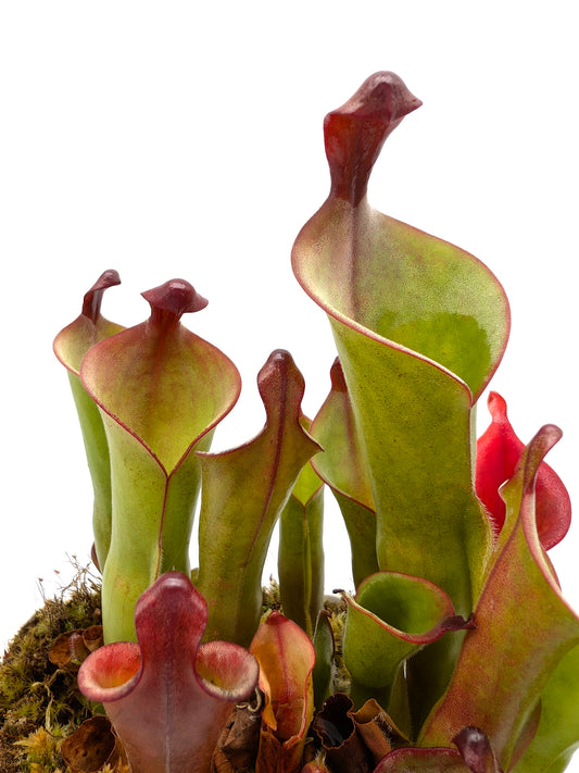 Heliamphora parva x purpurascens