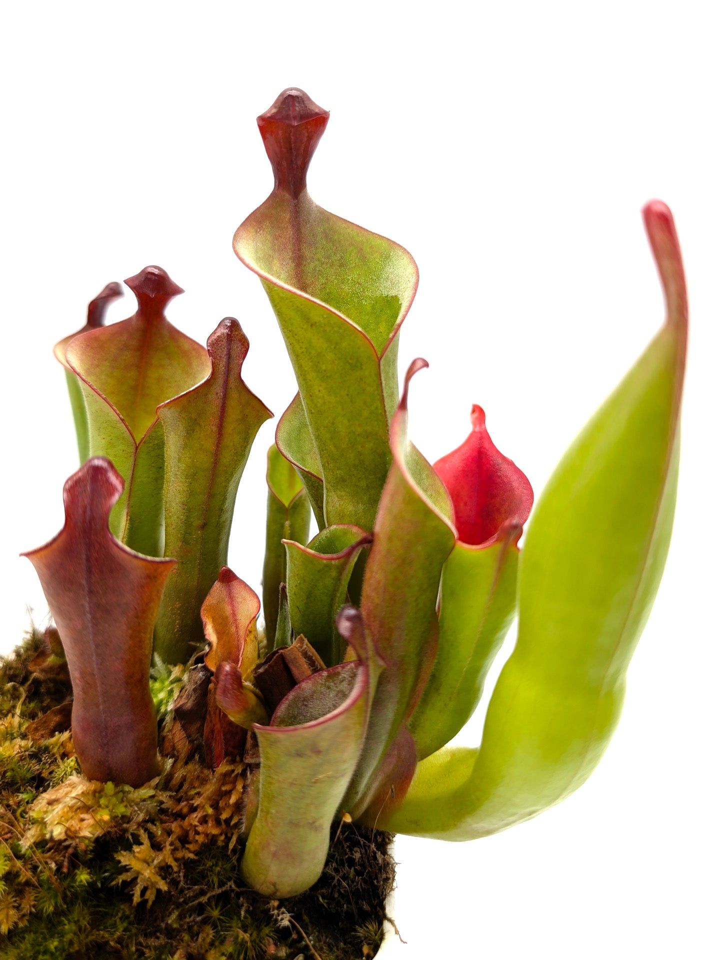 Heliamphora parva x purpurascens