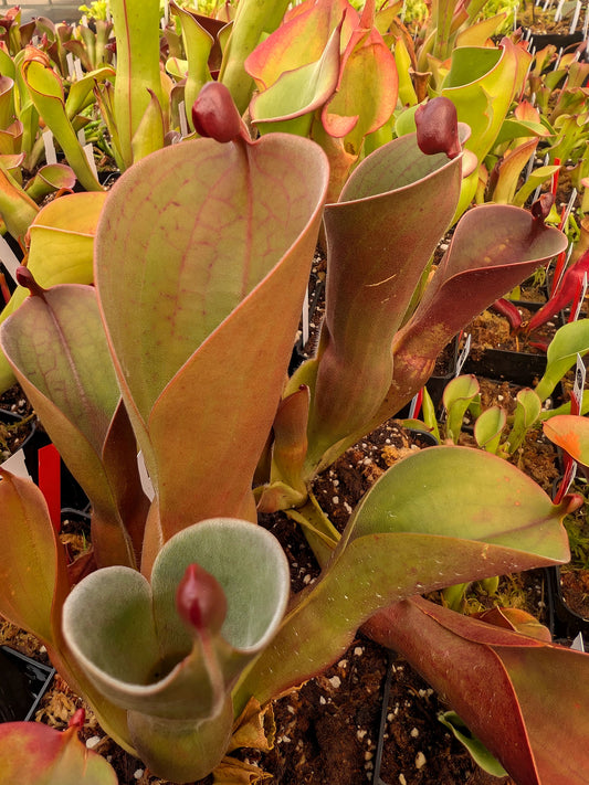Heliamphora parva x pulchella Churi Tepui