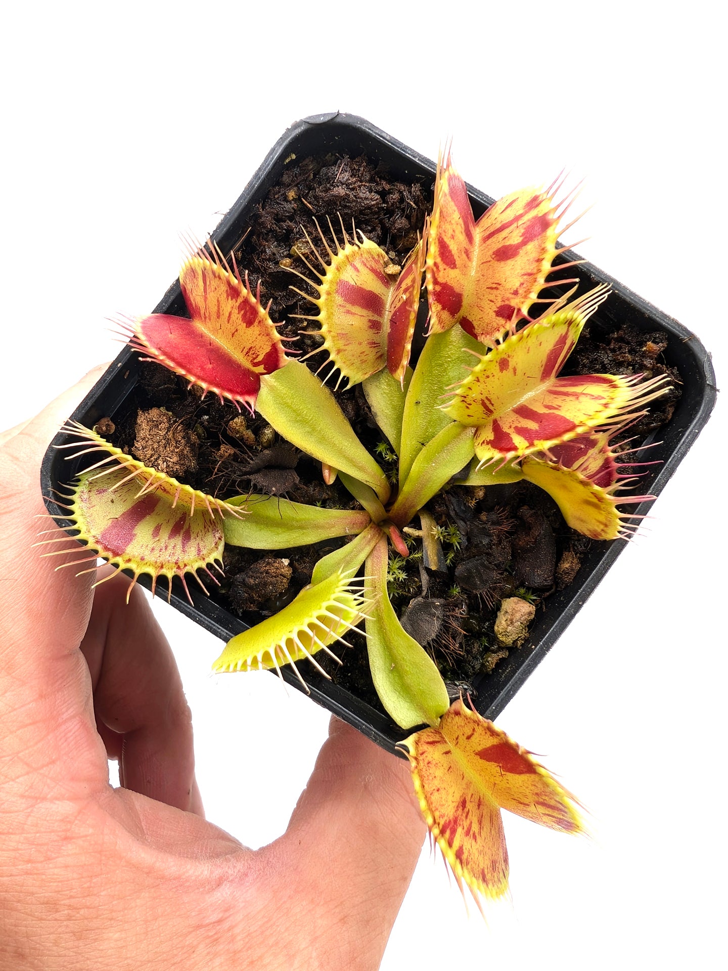 Dionaea muscipula  Patches
