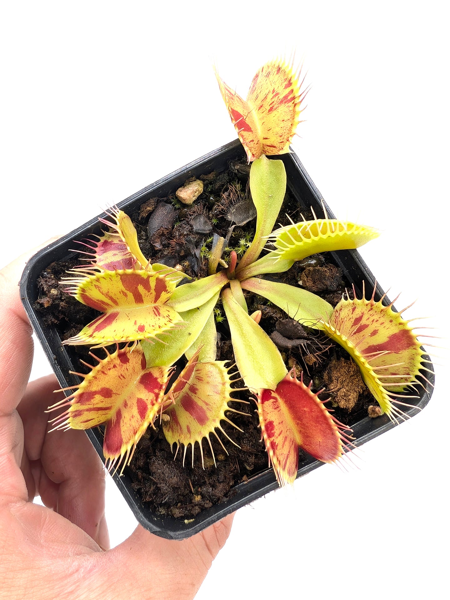 Dionaea muscipula  Patches